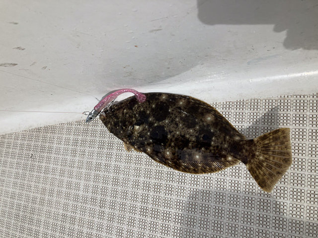 カレイ(マコガレイ)
