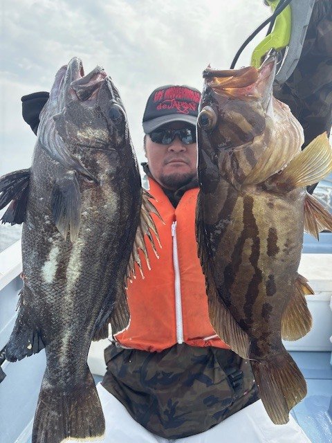 イシナギ(オオクチイシナギ)・マハタ