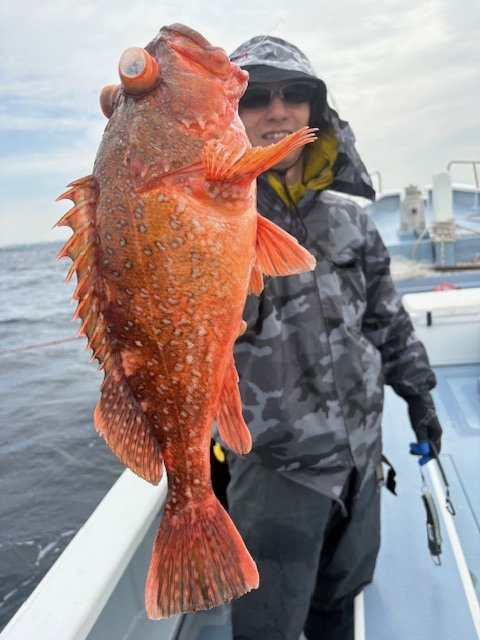 カンコ(ウッカリカサゴ)