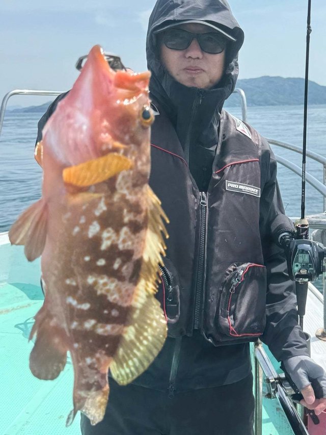 アコウ(キジハタ)