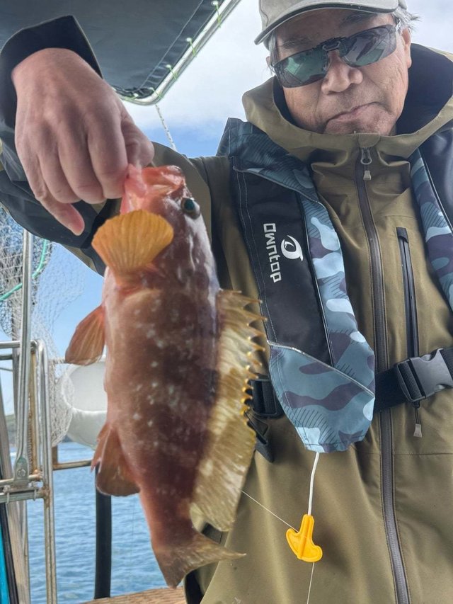 アコウ(キジハタ)