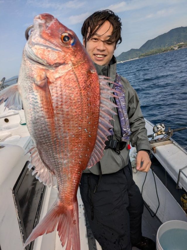マダイ