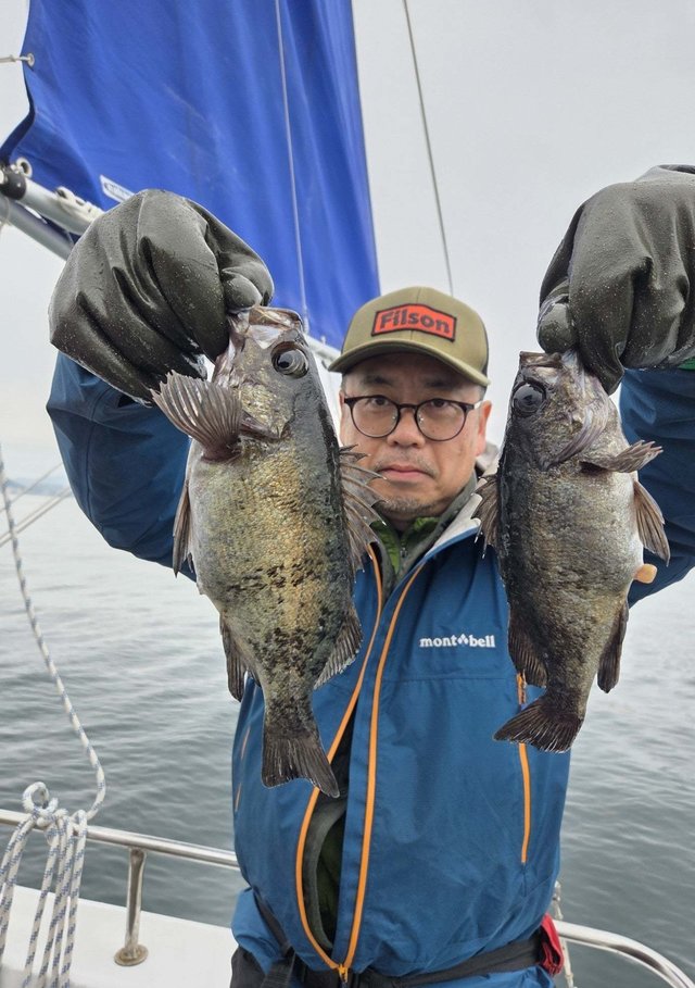 クロメバル(メバル)