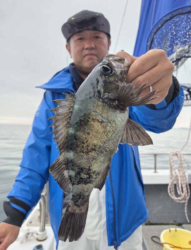 クロメバル(メバル)