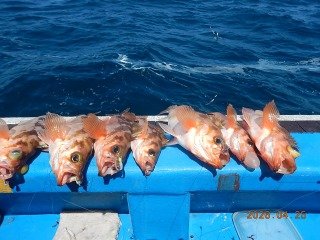 オキメバル(ウスメバル)