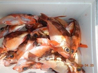 オキメバル(ウスメバル)