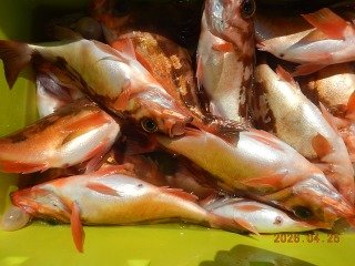 オキメバル(ウスメバル)