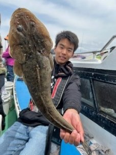 マゴチ