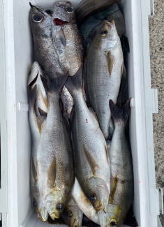 イサキ・クロムツ