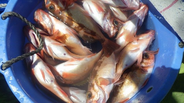 オキメバル(ウスメバル)