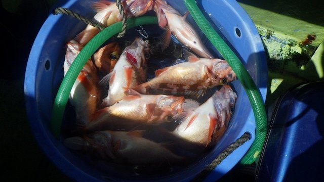 オキメバル(ウスメバル)