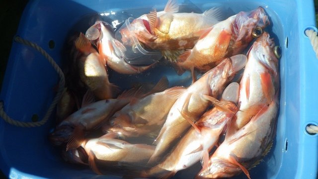 オキメバル(ウスメバル)