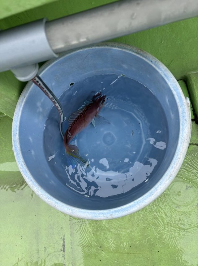 アマダイ(アカアマダイ)