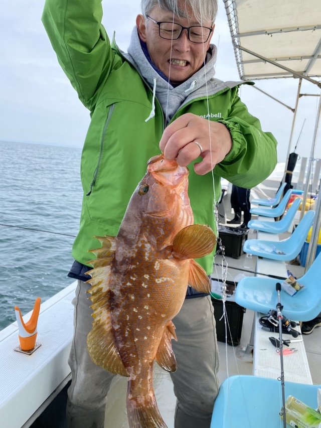 アコウ(キジハタ)