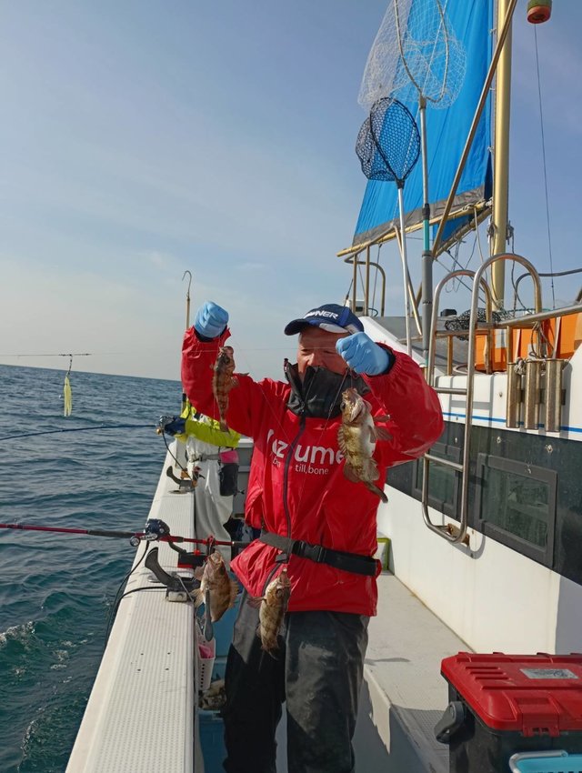 クロメバル(メバル)