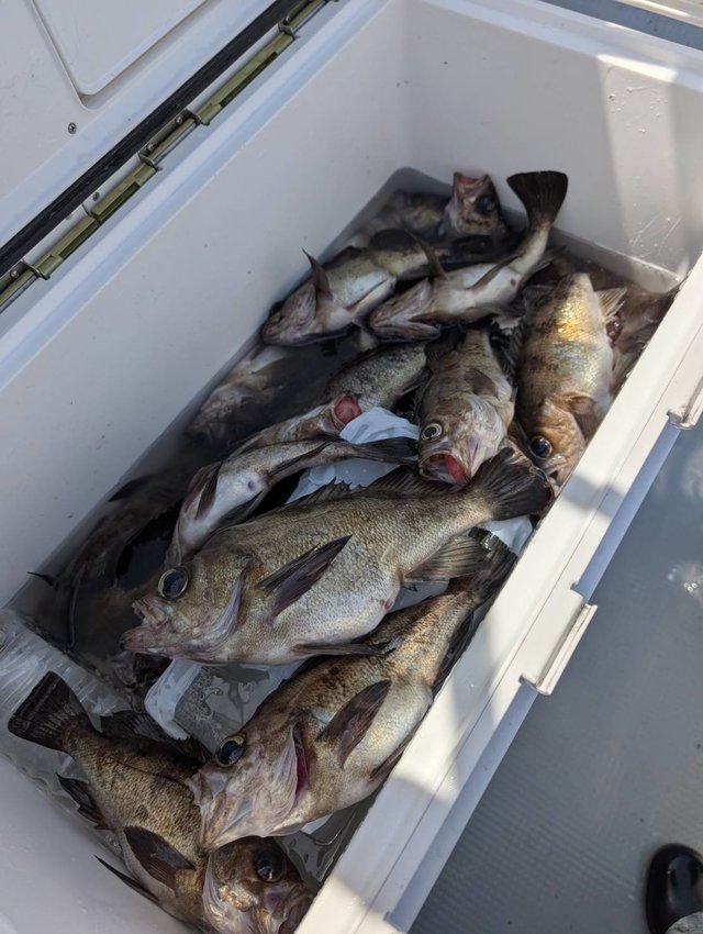 クロメバル(メバル)