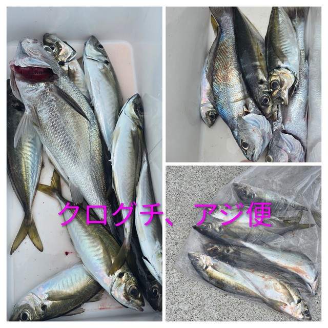 アジ(マアジ)・クログチ