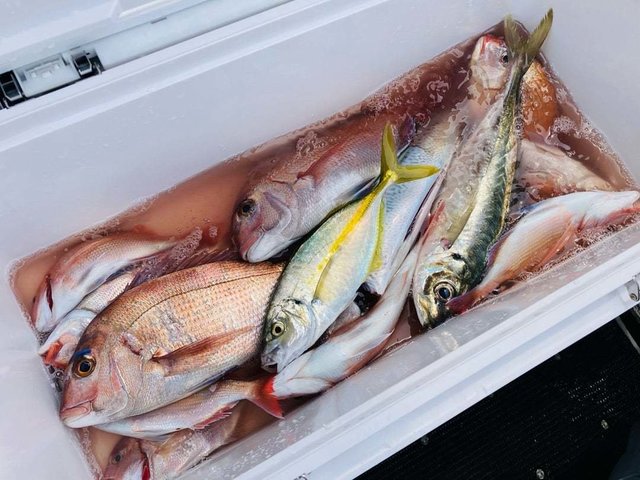 ハナダイ(チダイ)・アジ(マアジ)・シマアジ