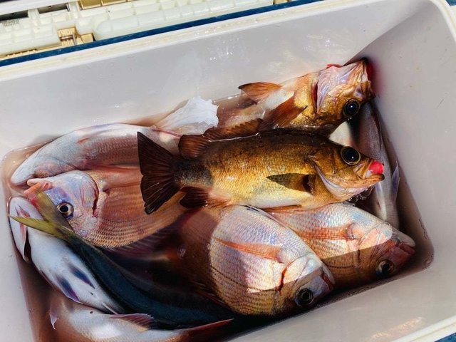 ハナダイ(チダイ)・メバル