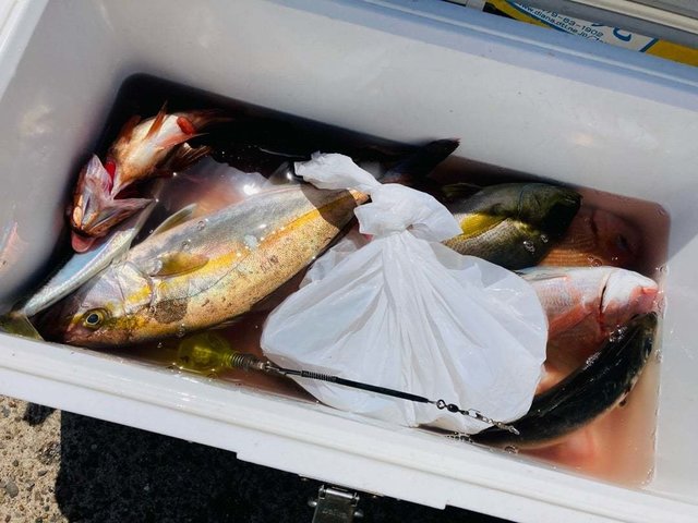 ハナダイ(チダイ)・カンパチ・イサキ