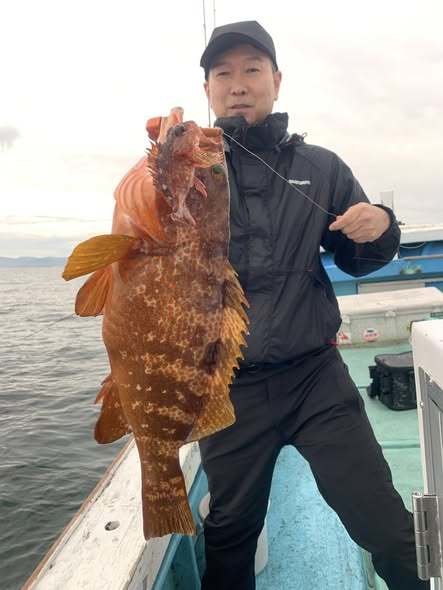 アコウ(キジハタ)
