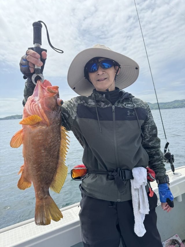 アコウ(キジハタ)