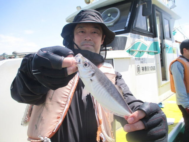 アジ(マアジ)