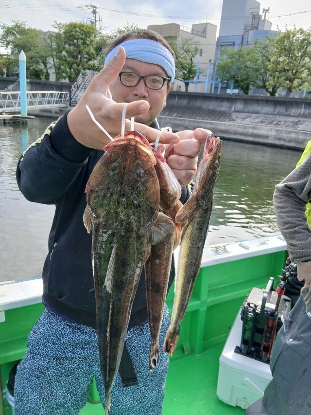 マゴチ