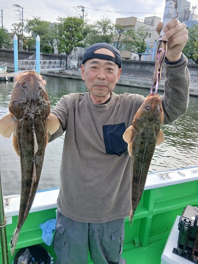 マゴチ