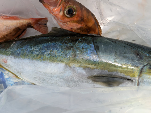 ワラサ(ブリ)・メバル(ウスメバル)