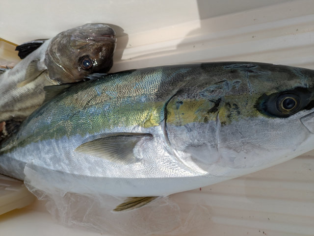 ワラサ(ブリ)・バラムツ