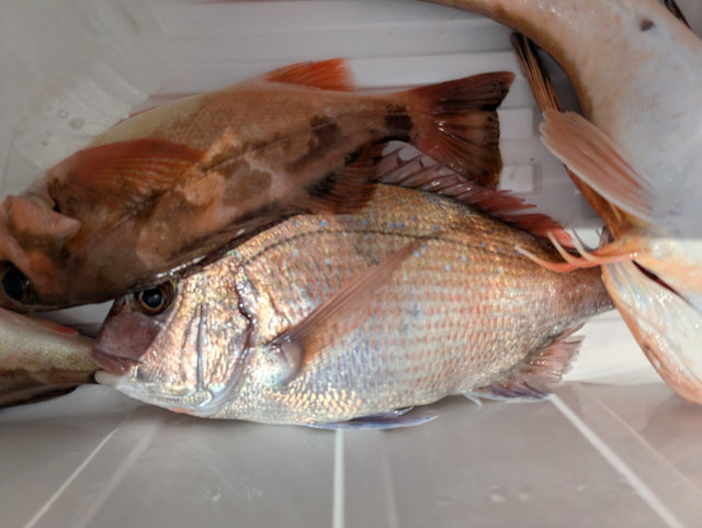 マダイ・メバル(ウスメバル)