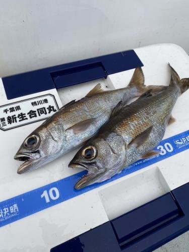 クロムツ