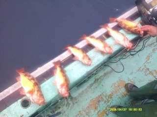 オキメバル(ウスメバル)