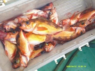 オキメバル(ウスメバル)