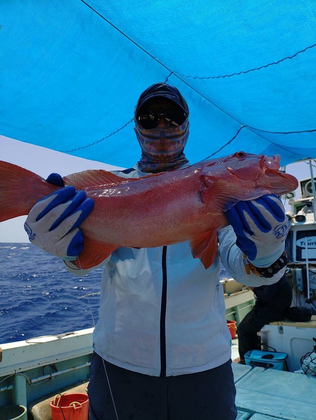 アカジン(スジアラ)