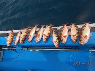 オキメバル(ウスメバル)