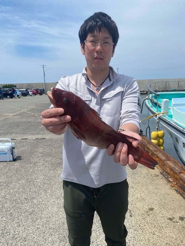 カンダイ(コブダイ)