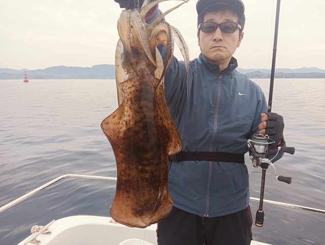 アオリイカ