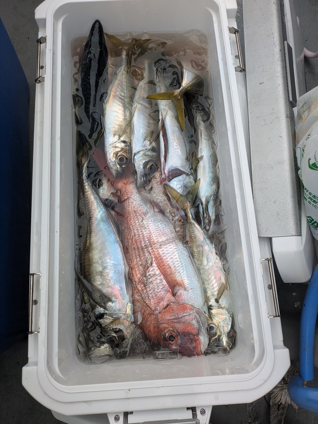 マダイ・アジ(マアジ)