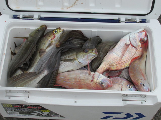 ハナダイ(チダイ)・イサキ