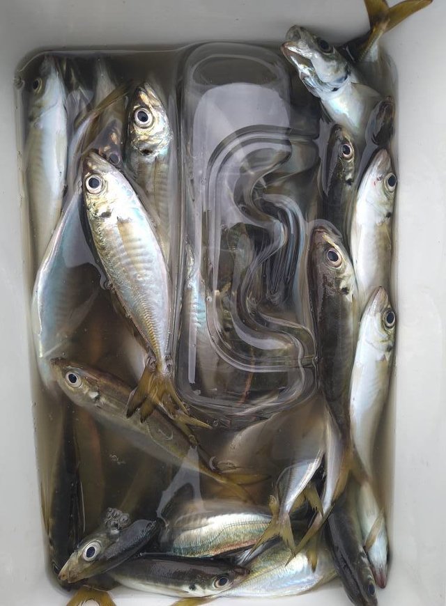 アジ(マアジ)