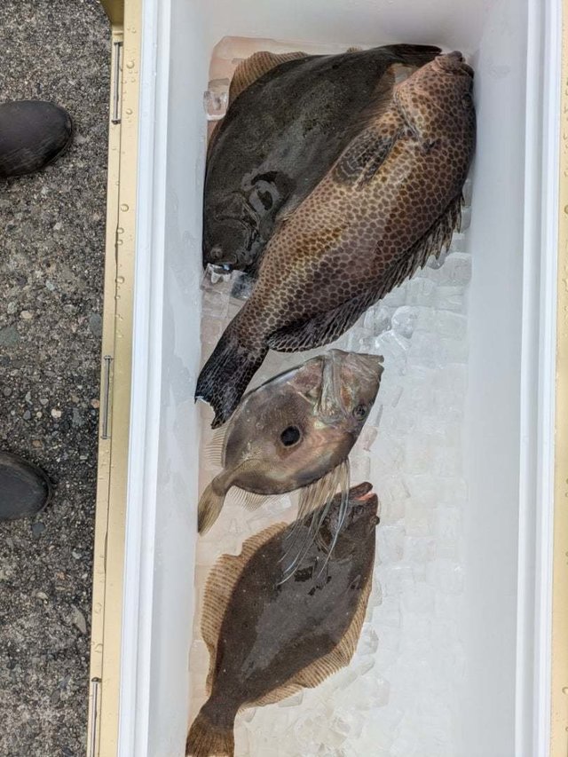 オオモンハタ・ヒラメ・マトウダイ