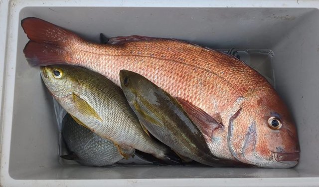 マダイ・イサキ