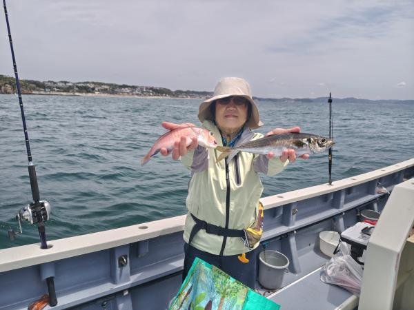 タイ(マダイ)・アジ(マアジ)