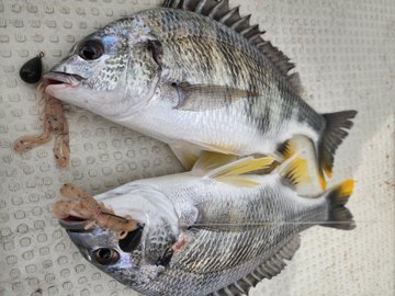 クロダイ