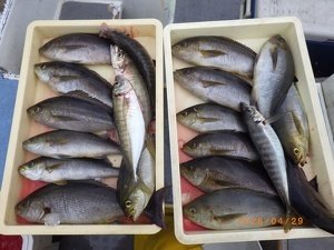 アジ(マアジ)・イサキ