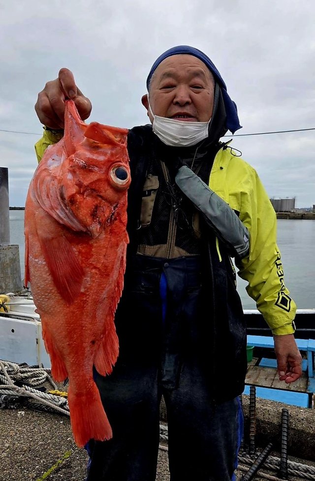 メヌケ(アコウダイ)