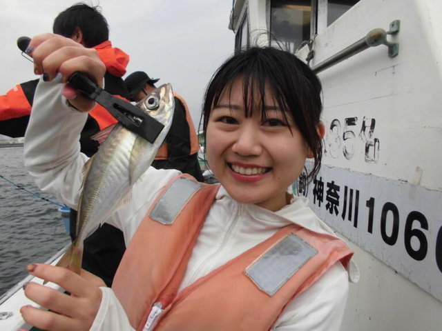 アジ(マアジ)