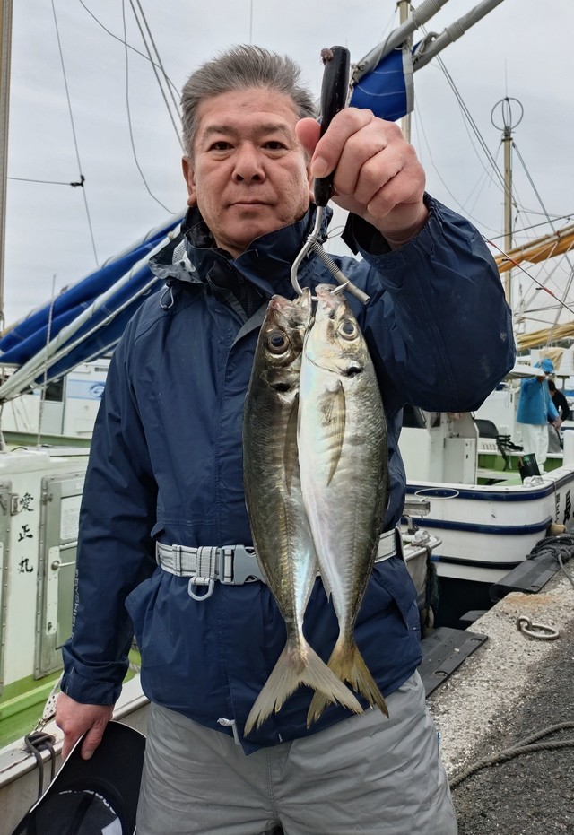 アジ(マアジ)